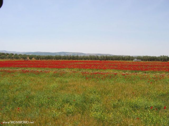  Everywhere, as here at the reservoir of Midanki, you will find enormous poppy fields !!!!!